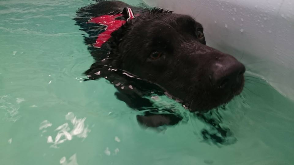 arthritis relief for dogs The Solway Canine Hydrotherapy Centre Dumfries