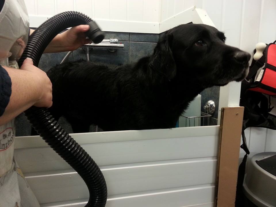 dog grooming dumfries - Solway Canine Hydrotherapy Centre