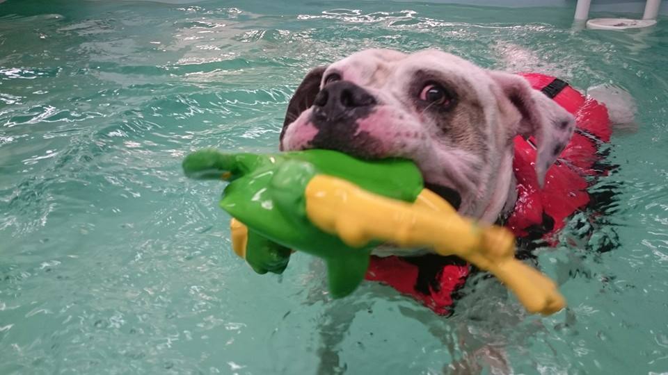 injury rehabilitation for dogs - the Solway Hydrotherapy Centre Dumfries