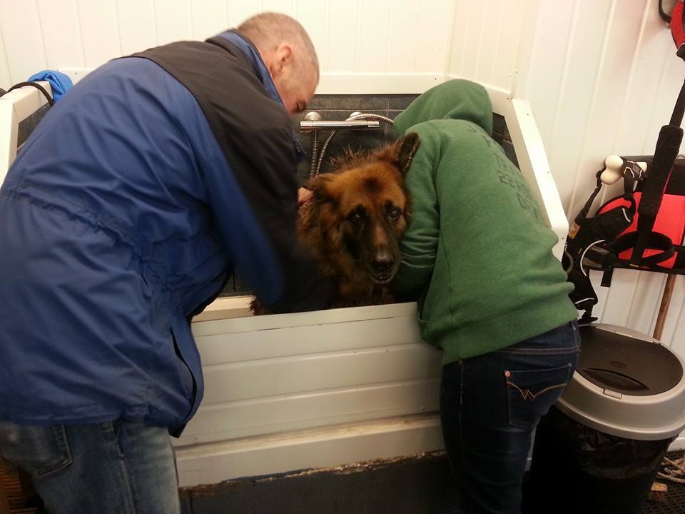 self service dog wash Dumfries Solway Canine Hydrotherapy