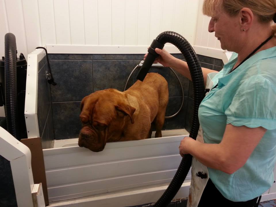self service dog wash Dumfries Solway Canine Hydrotherapy