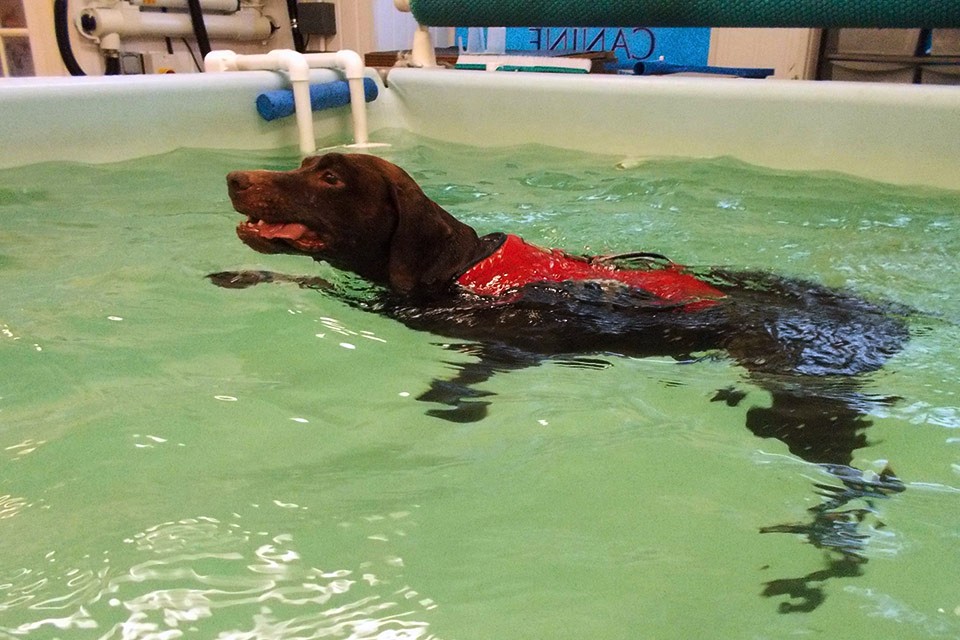 Osteoarthritis in dogs, dog swimming, german short haired pointer