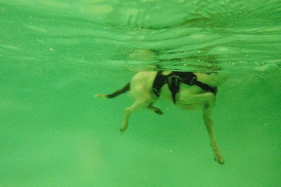 Arthritis, deaf dog, underwater swimming, canine hydrotherapy
