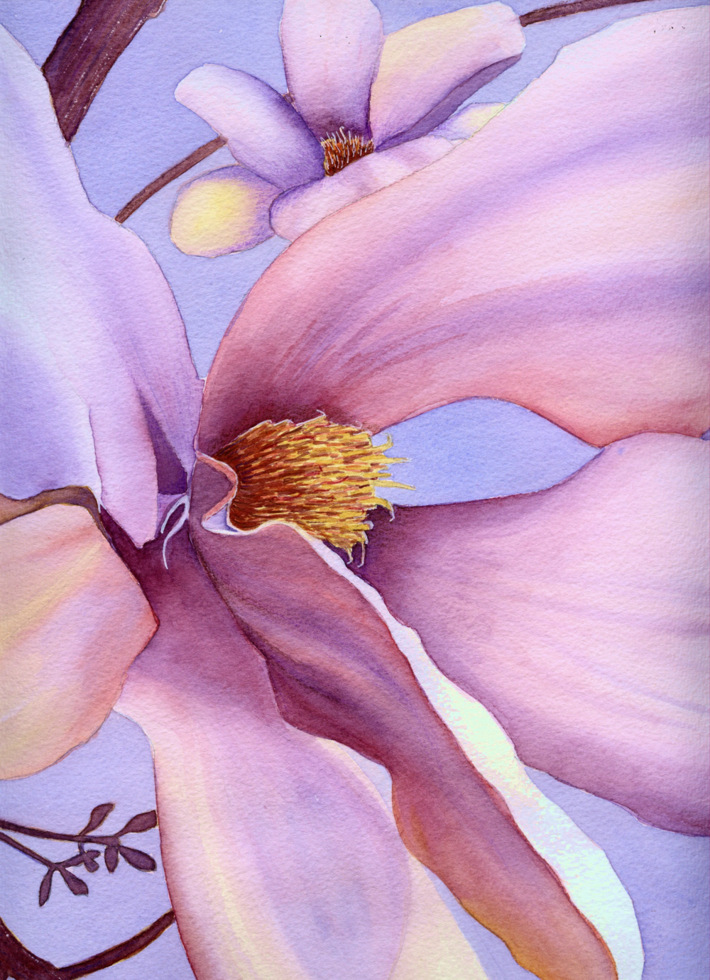 Magnolia I, Watercolour, SOLD. Available as Greetings Card.