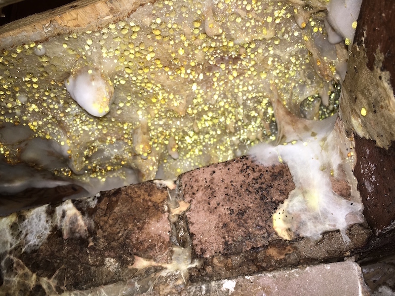 Another example of dry rot showing up as a fluffy white fungus that looks like cotton wool