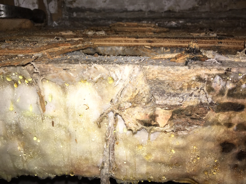 Dry rot in floorboards, but this can be treated by Ryedale Remedials Dumfries