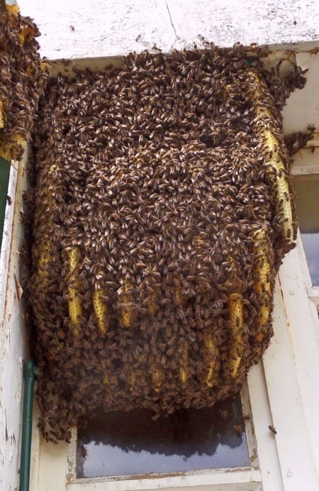 Bee-swarm-in-a-window-France