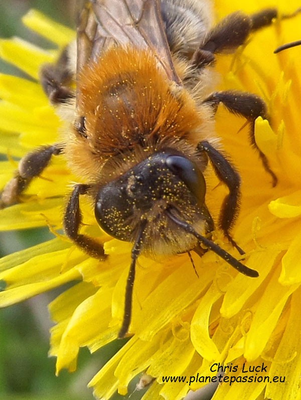 Andrena-fulva-Tawny-mining-bee-France