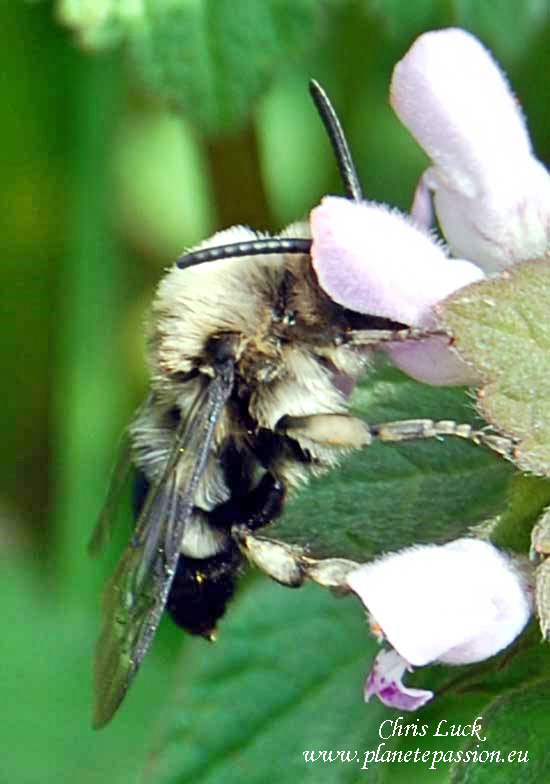 Red-dead-nettle-with-Ashy-mining-bee-France