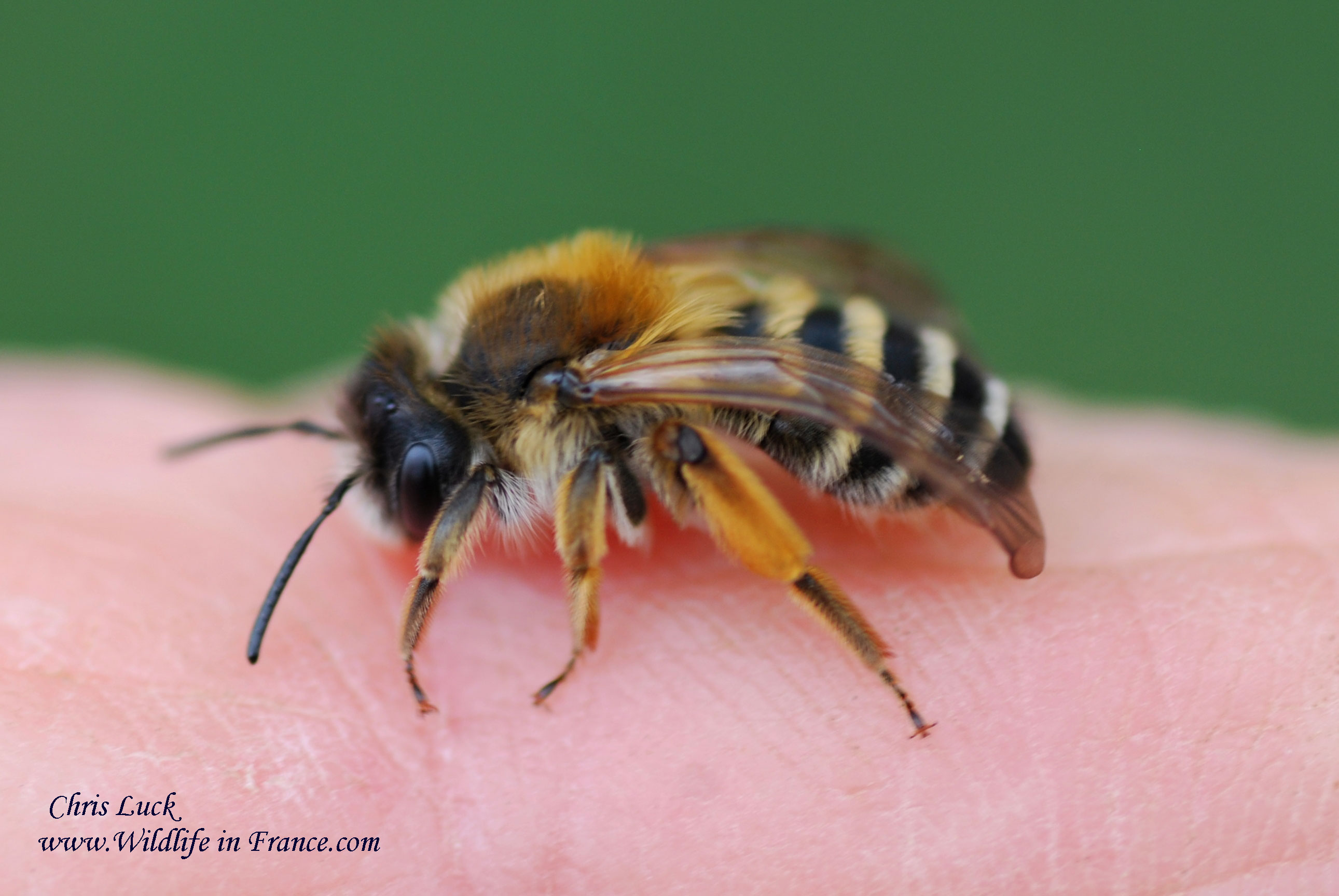 Andrena-gravida-White-bellied-mining-bee-France
