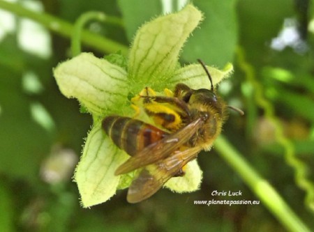 Andrena-florea-Bryony-Mining-bee-France