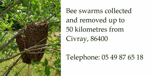 Bee-swarm-collection-Vienne,Charente,Deux-Sevres,Charente-Maritime-France