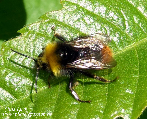 Early-bumble-bee-worker-Bombus-pratorum-France