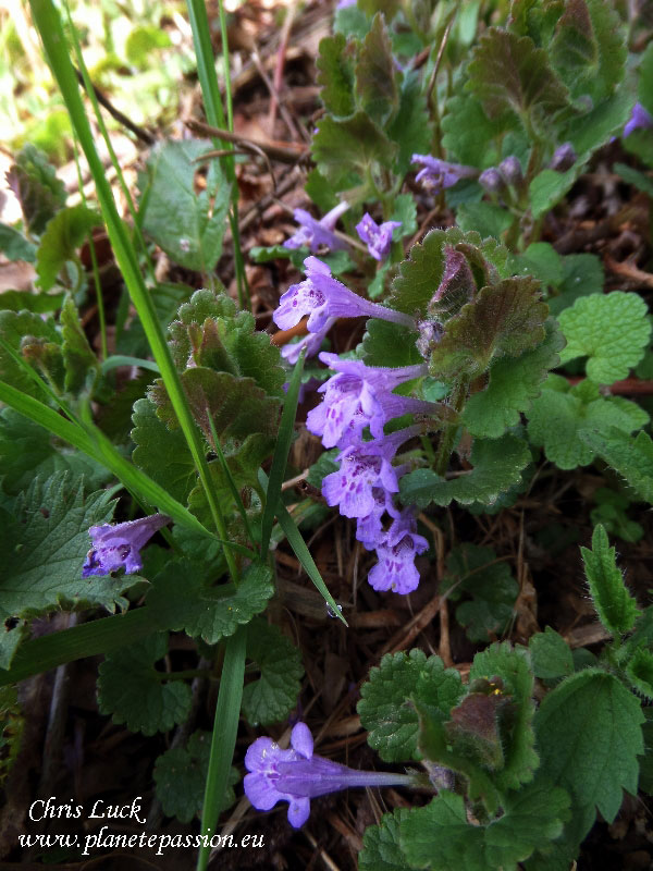 Ground-Ivy-Glechoma-hederacea-for-bees-in-France