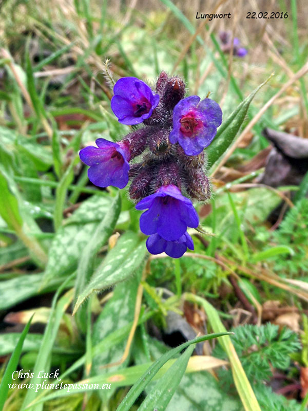 Lungwort-pulmonria-food-for-bees-France