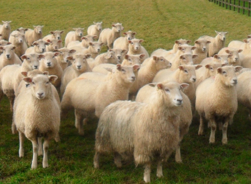 Sheep farming consultants Dumfries and Galloway