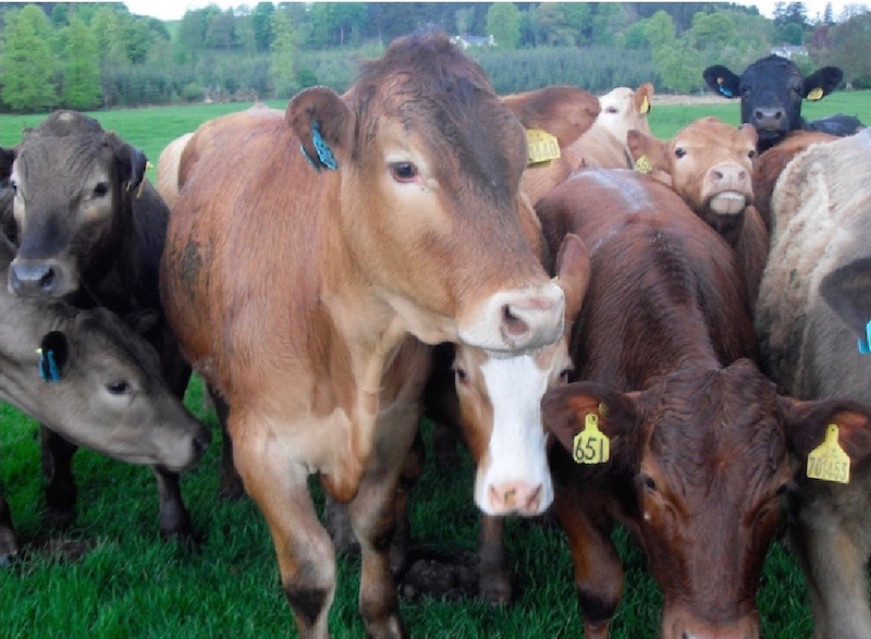 Beef cattle livestock advice from RJ Livestock Systems Ltd
