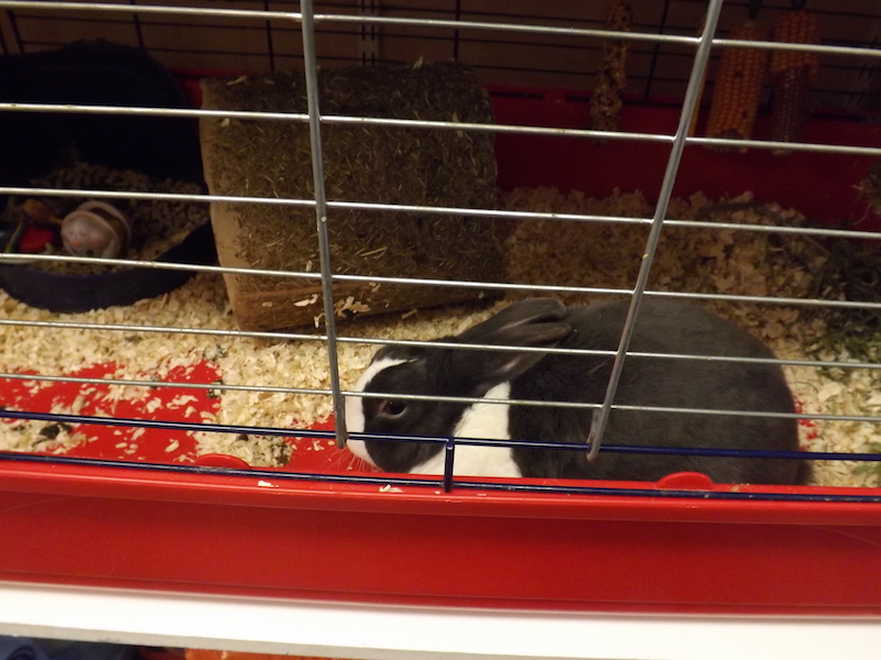 Black and white rabbit in a cage