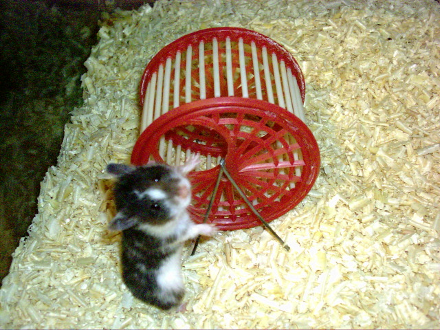 Hamster and wheel