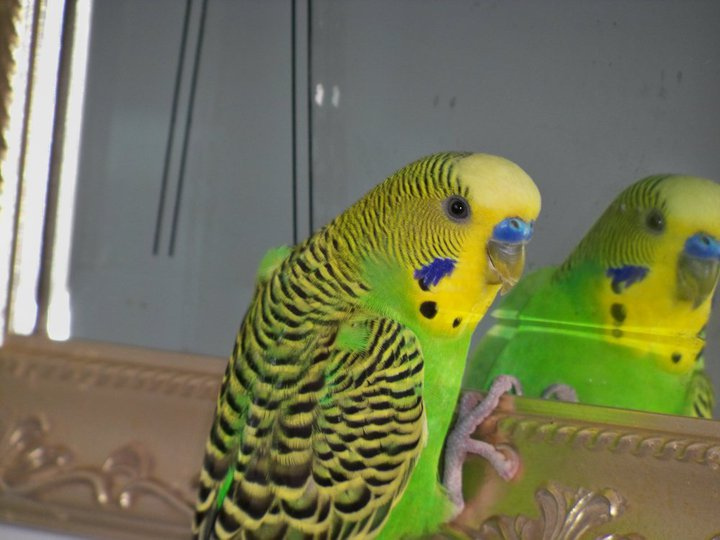 Green and yellow budgie looking in a mirror