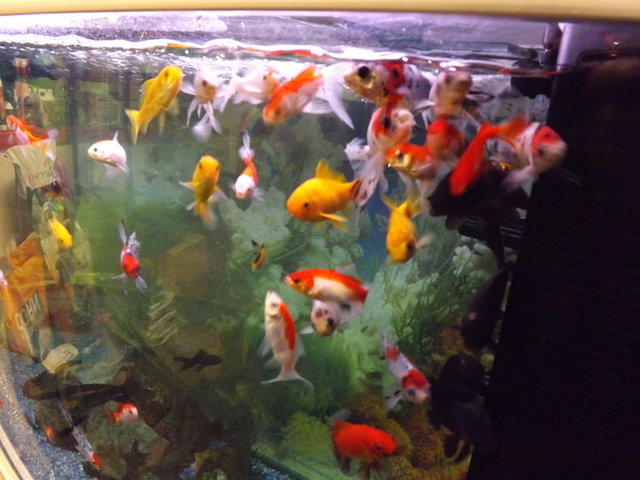 Large aquarium full of colourful fish