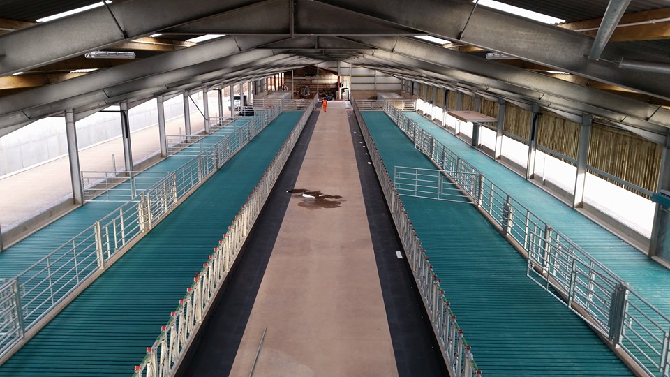 Long view of a cow shed with Comfort Slat Mats down both sides