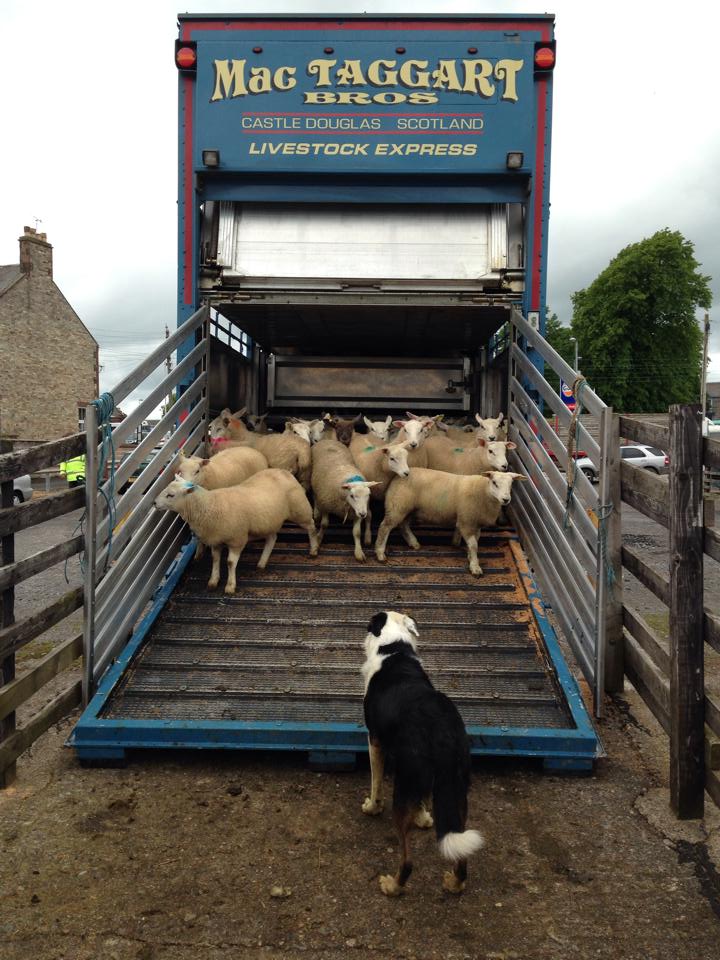 A collie herding lambs onto a MacTaggart livestock lorry
