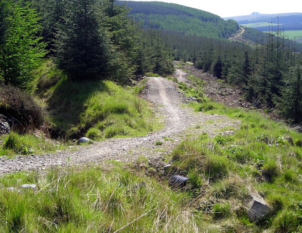 A path through Ae Forest