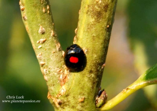 Kidney spot ladybird France