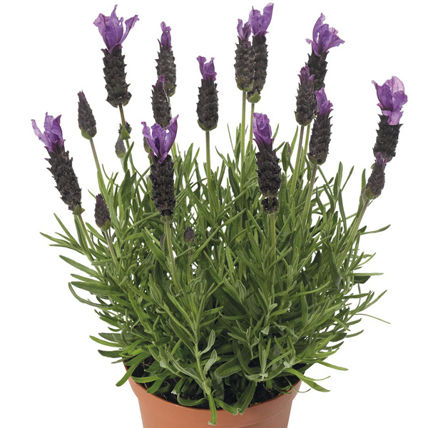 Perennial; Lavender