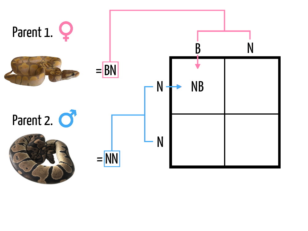 Punnett Square 3